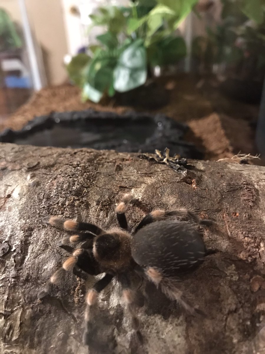 MsGuerra244's tweet image. Lily’s home is ready! Weasley has a friend! @mrs_redgate #JordanMSLegends