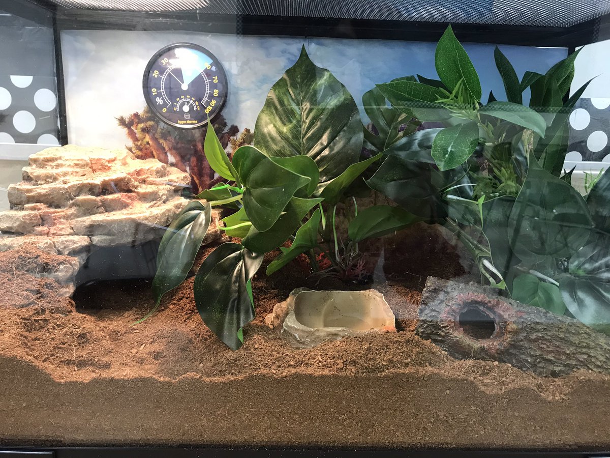 MsGuerra244's tweet image. Lily’s home is ready! Weasley has a friend! @mrs_redgate #JordanMSLegends