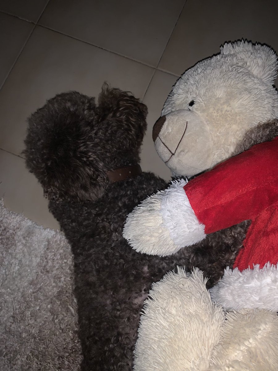 crisimperante's tweet photo. Un amore di lavoro #dog #love #amicofedele https://t.co/EWAwNSNMB4