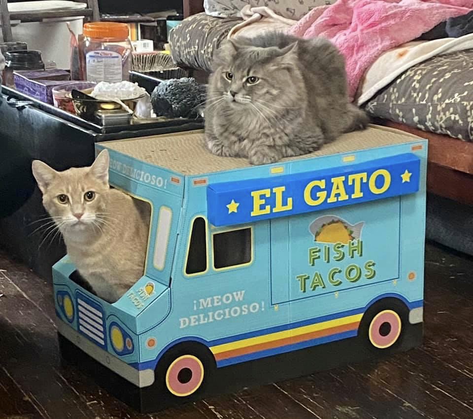 Foster fails Van Gogh and Nipper have decided to open up a taco truck...which city should they visit first?  🌮🌯😹

#vangogh #nipper #tacos #elgato #cute #fosteringsaveslives #deliveries #ontheroad #meowvillage