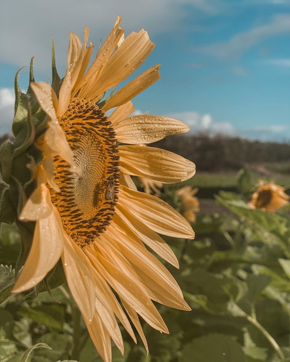 WaikikiShopPlza's tweet photo. Nature can always find a way to brighten our day π» Whatβs brought you joy today?
IG thetarotfool
#aloha #mahalo #love #paradise #goodvibes
#alohahuffpost #alohachic #lifealoha #alohacrate #alohaoutdoors #myalohatimes #glimpseofhawaii #hawaiiunchained #hawaiisbestphotos https://t.co/JvoQ7GWR4M