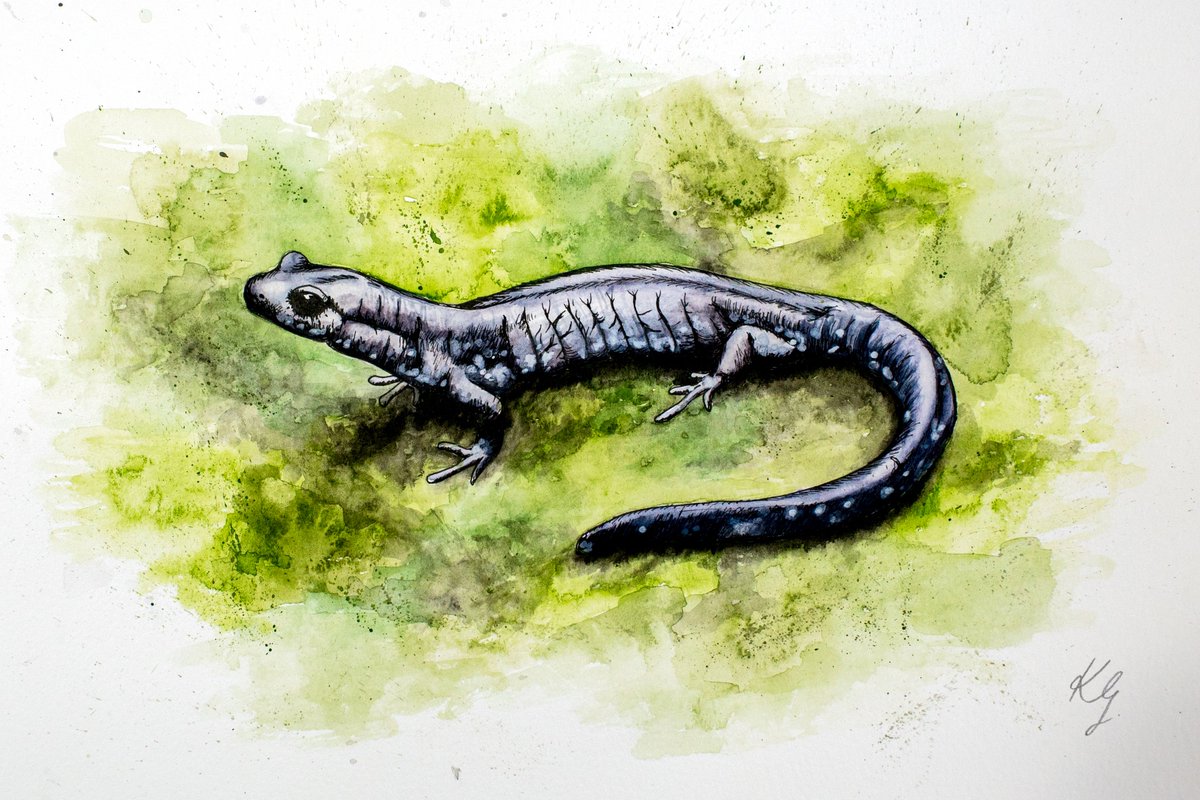 katieggarrett's tweet photo. I’m Katie, I’m a filmmaker and I paint watercolour in my spare time. My art is usually inspired by amphibians! #PortfolioDay  #SciArt #HERper https://t.co/kZwfD0x41h