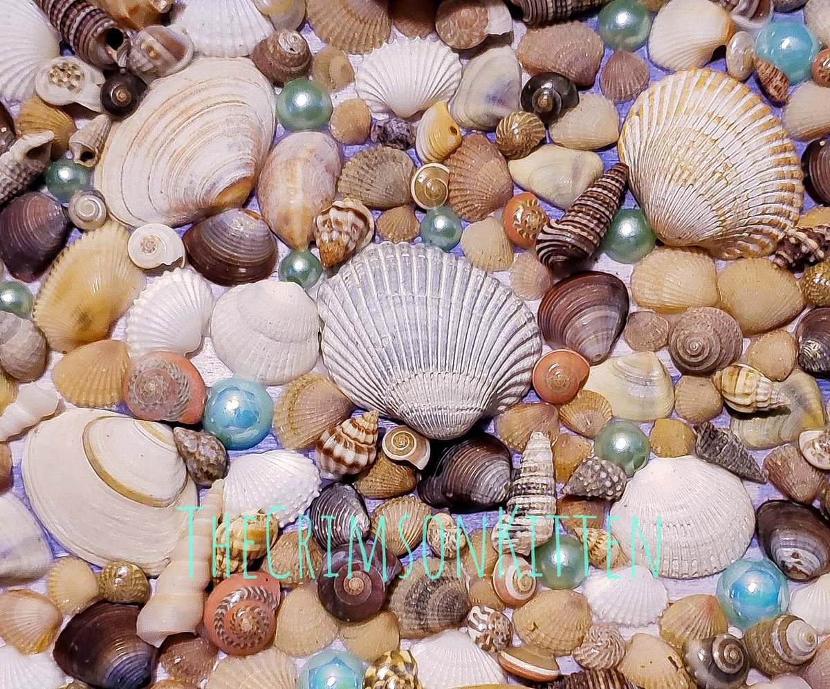 thecrimsonkitty's tweet photo. 🐚💜A purple, shell filled tray I made as an Xmas present, featuring seashells from @oceancitymaryland NFS💜🐚
#seashells #shells #seashellcrafts #oceancitymaryland #shellcrafts #seashellart #seashelldecor #ocean #nature #jewelrytray #handmade #woodcrafts #beachvibes #beachdecor https://t.co/n67mpredN2