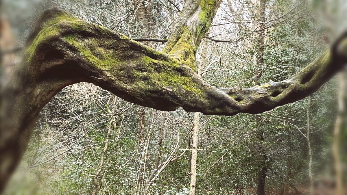 Singhashri's tweet photo. What the world needs now - https://t.co/9PXpMu5JTw

How can we get curious about what's unfolding and the transformative potential inherent in this moment of intense collective suffering? https://t.co/XfMRttKznc