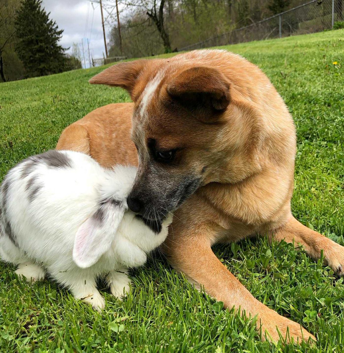 _StudioLabs's tweet photo. At today's Brand Innovators Conf: 94% of households consider pets as part of their fam! We agree!! https://t.co/53Dze2Q1ut