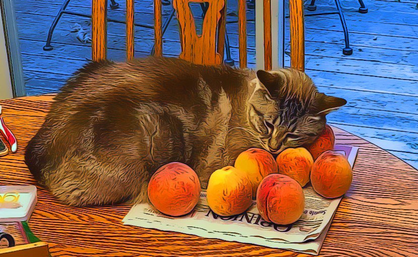 LorenzoTheCat's tweet photo. Do I smell impeachment? https://t.co/f5ByWb4d1S