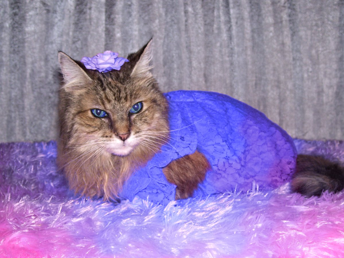 BobKatLittleCub's tweet photo. ~Cheyenne Christmas LittleCub~ The Queen is tiny and mighty. All in the tribe know she is not to be crossed, or she will rip you a new one!π
ππππππππππππππππππππ
Please Retweet! #Cats #CatsOfTwitter #CatsOfIntstagram #LittleCubCats #CalicoCrew #Mewsday https://t.co/2YRjTQPGrs