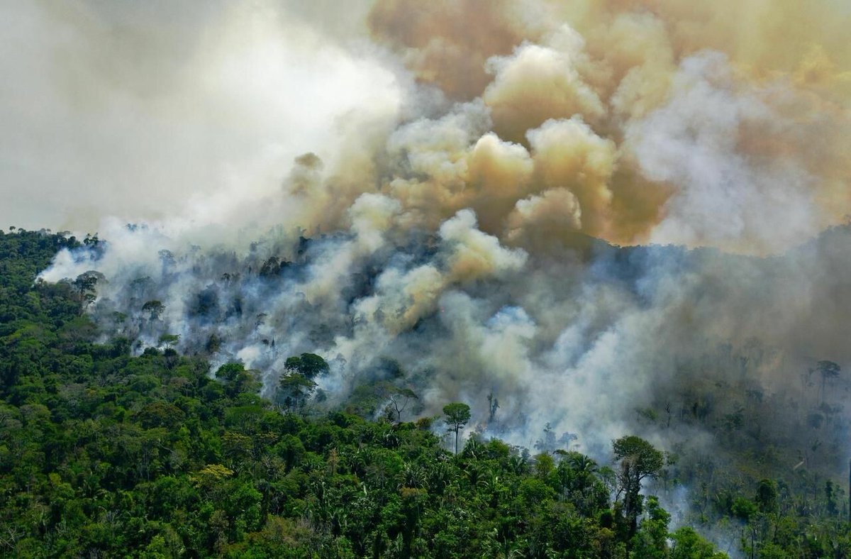 Déforestation : d’après un rapport du WWF, le massacre continue
➡️ l.leparisien.fr/C3We