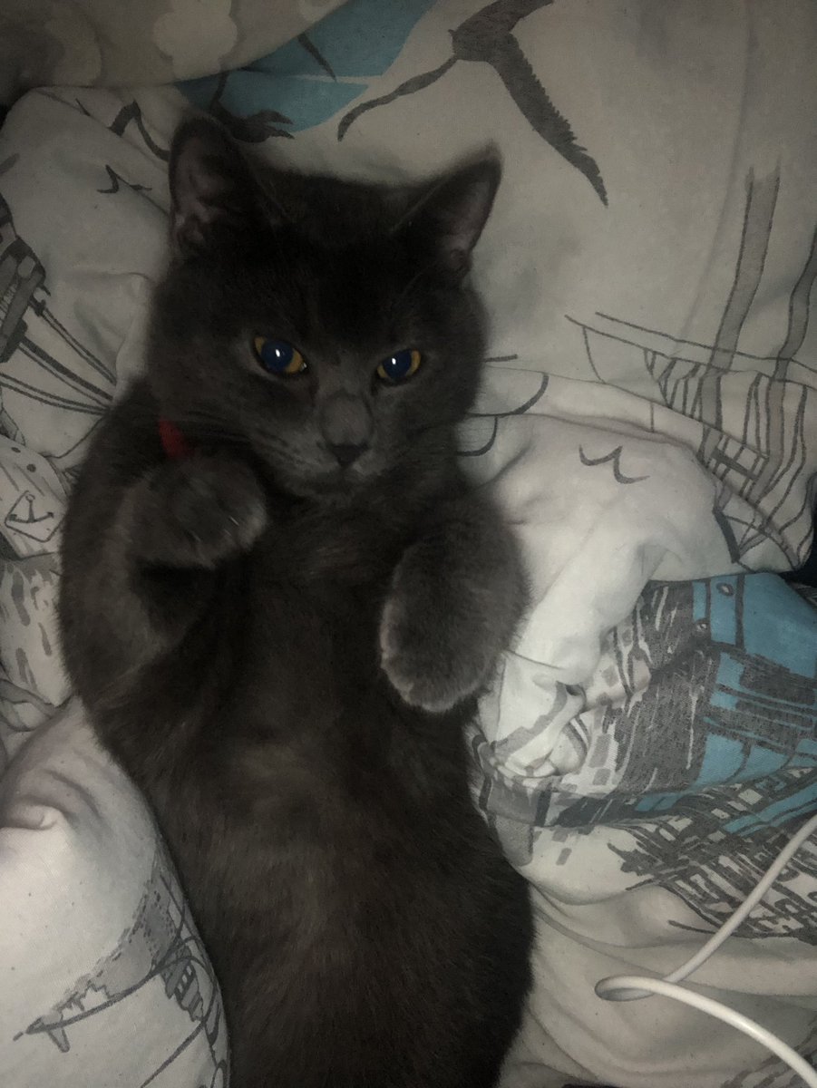 Dosta korku düşmana güven veren cinsten.
Eski boksör emilio oscar leo fernandes