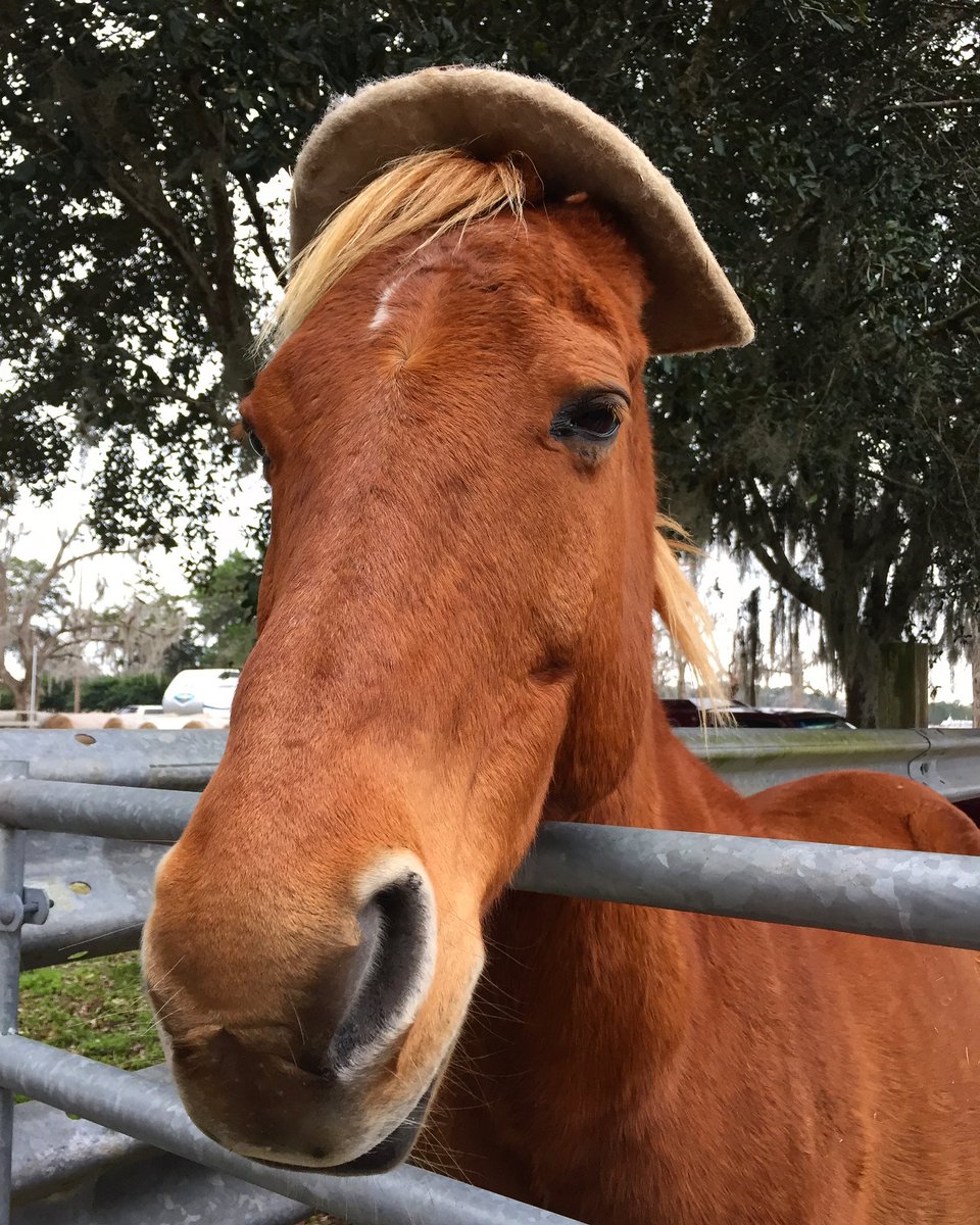 This is Ben, who is sporting his newest hat. Ben seems unimpressed with its caliber, and thinks that he should be sporting something that’s a little more trendy. How handsome do you think he looks?

#animalsanctuary #horse #rescuehorse