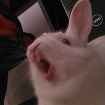 EveryBunnyBlog's tweet image. #NewProfilePic