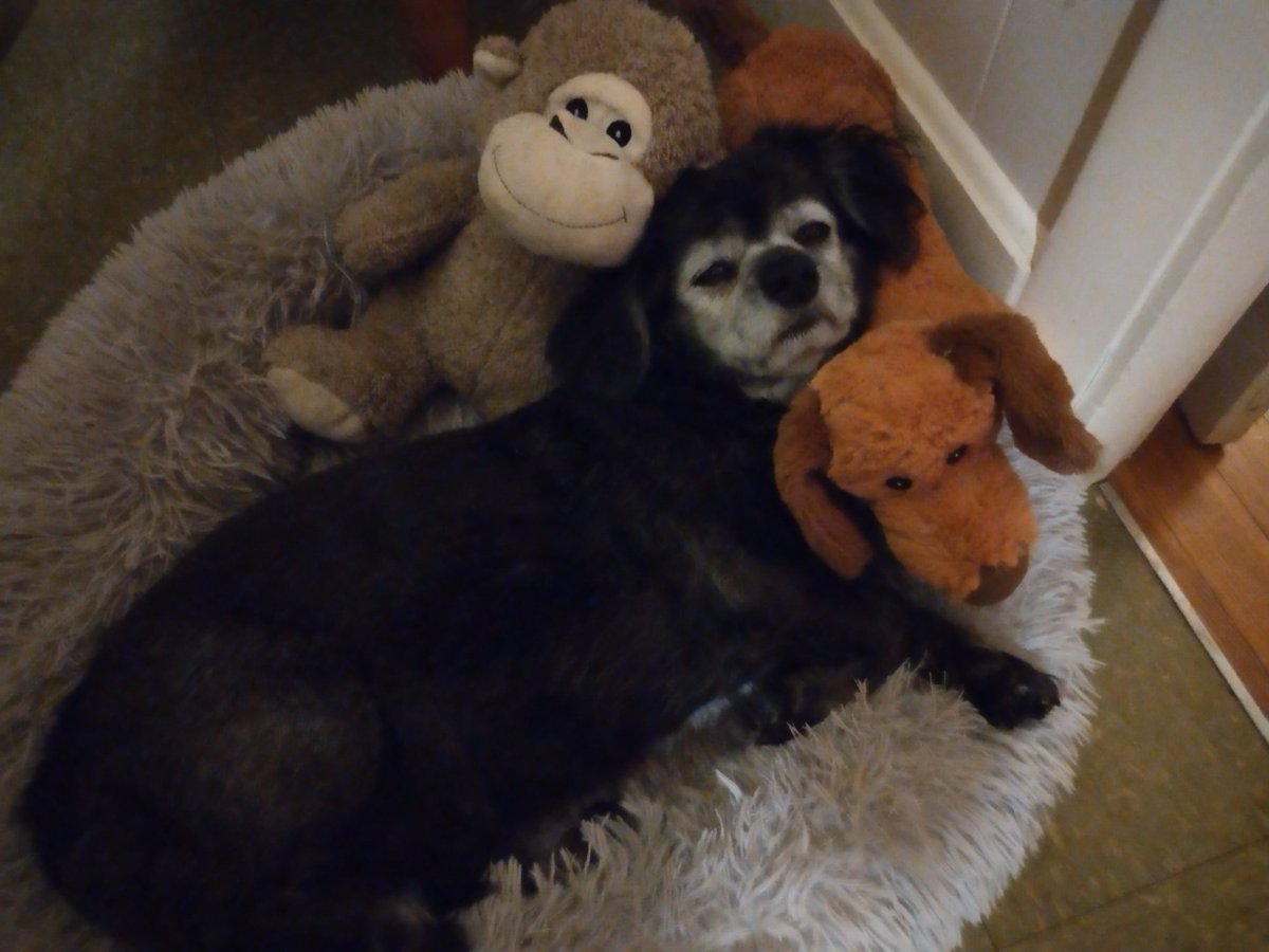 Ruby_Elizab's tweet image. Just chilling with my homies.❤