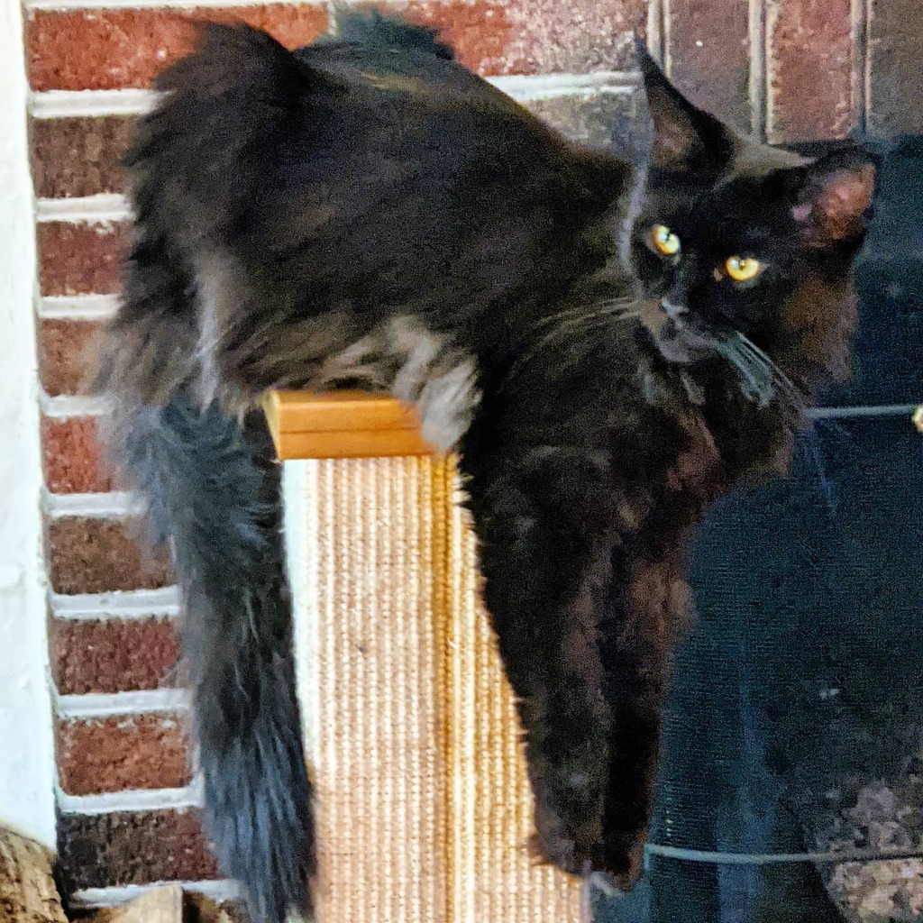 LadyLunaMoonCat's tweet photo. Practicing my Maine Coon Hang, it's a thing #longandlean #mainecoonhang #blackcat #mainecoonlife #meow #catsofinstagram #felinefine #catvideo https://t.co/f3pmayGjXL https://t.co/oVRvQZQ19B