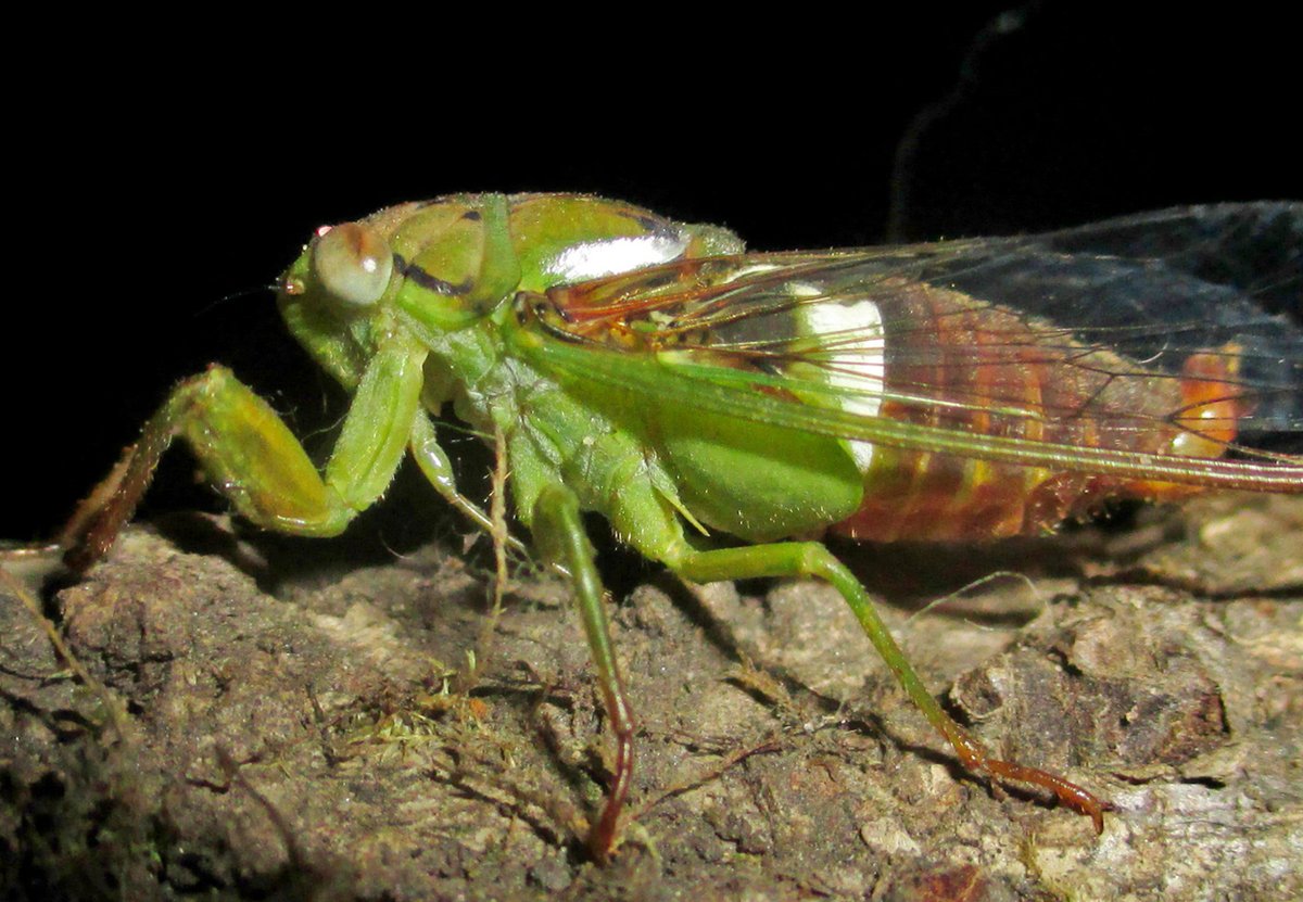 Zootaxa's tweet photo. 11 papers were published in @Zootaxa 4908 (1) today.
https://t.co/xToH0igk6Y
#Taxonomy https://t.co/1kVVGpR5H9
