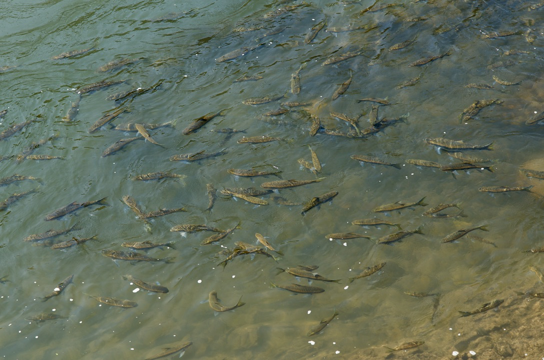 ironloudly's tweet photo. I'm quoted in this new @NatGeo story about a recent study of freshwater protected areas in Thailand by @akoning. Great to see this topic gaining so much attention! 

https://t.co/DyPfwOfsTF

#freshwater #Thailand #fishconservation #fishreserves #freshwaterprotectedareas https://t.co/RV2fVnqWwa