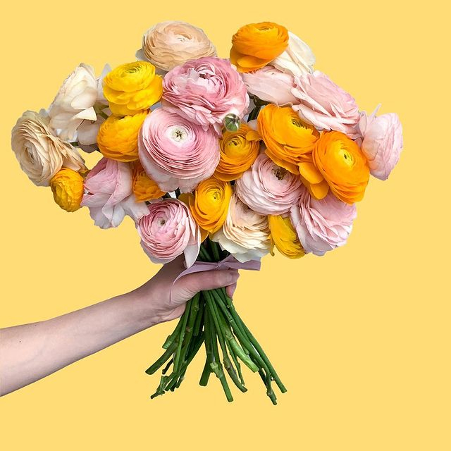 LineaIntima's tweet photo. These are 🍰 Banana Split Ranunculus from @tonicblooms January Dessert Series 🍌
📷 credit: @tonicblooms
•
•
•
•
•
•
#bestinthebrabiz #❤️bras #lineaintima #lineaintimalingerie #lingerieluxurylove #luxurylingerie #florals #flowers #blooms #beautifulblooms https://t.co/qYBKQ9HiGr
