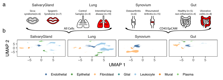2/11 Fibroblasts are active in multiple inflammatory diseases. We wondered if we could find the same pathological states expanded in inflamed salivary gland, lung, synovium, and intestine. To start, we generated nearly 80,000 novel scRNAseq fibroblast profiles from over 70 donors