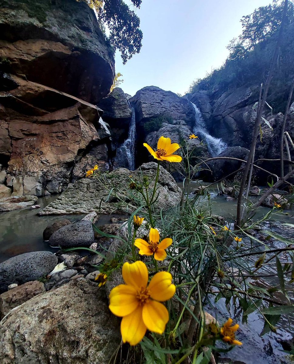 guanajuato's tweet photo. ¡Una parada obligatoria! 😱 Visita #Piñicuaro muy cerca de #Moroleón un lugar para recorrer en compañía de tu familia 😍 Y si te gustan las aventuras extremas no podrás perderte las grandiosas cascadas en la Sierra✨🌳
📸: raullopeztorres3 https://t.co/gRi4OgVuNX