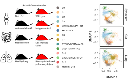 10/11 We used the same strategy to map mouse fibroblasts from inflamed joint, intestine, and lung tissue. By inferring mouse fibroblast labels with Symphony, we reasoned about which aspects of human fibroblast pathology are evident in these animal models of human disease.
