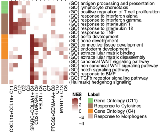 8/11 Pathway enrichment suggests distinct roles for these expanded fibroblasts: CXCL10+CCL19+ fibroblasts respond to inflammatory cytokines and regulate immune cell function, while SPARC+COL3A1+ fibroblasts respond to morphogens and play roles in tissue remodeling.