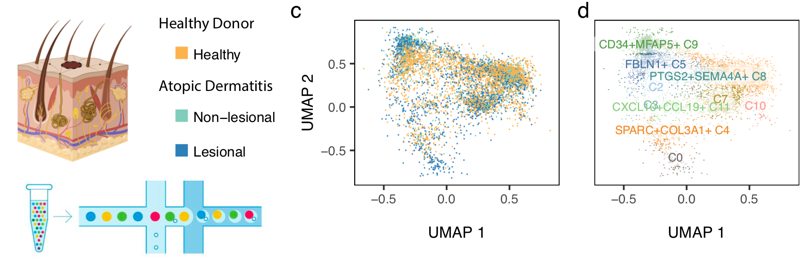 9/11 We wondered whether our cross-tissue atlas could be a useful tool to analyze fibroblasts from other organ systems. We used Symphony query mapping (by  @joycebkang) to map skin fibroblasts, from healthy donors and patients with atopic dermatitis (aka eczema), to our atlas.