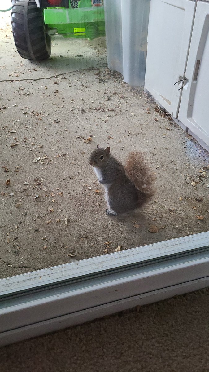ErinGH614's tweet photo. What was that? You have more nuts? #squirrel #squirrellove #ilovesquirrels #morenuts
#neverenough #alwayshungry https://t.co/TR00BpbWVb