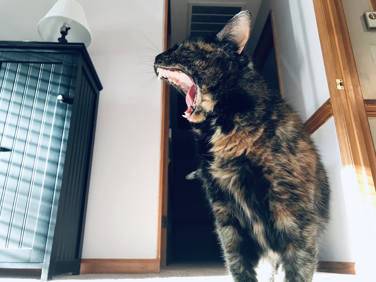 morgmart's tweet photo. 14 years old and she caught her first mouse. My pride and joy! https://t.co/DDkZfKHiNx