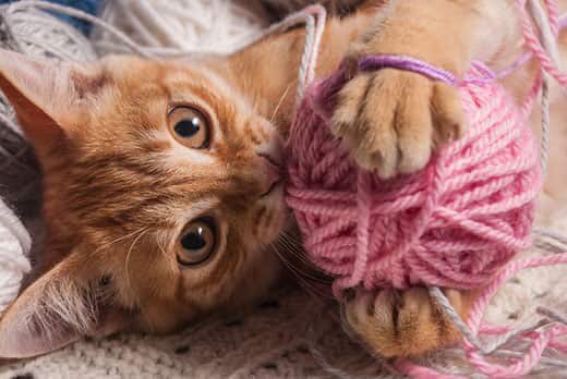 SkeeterBombay's tweet photo. @Lesdoggg “It might be something like kittens... that gets your happiness goin!” YES!!! Oh — what? You said “Knitting”, @Lesdoggg? How about both? #AlwaysFindTime https://t.co/V311X24PZ6