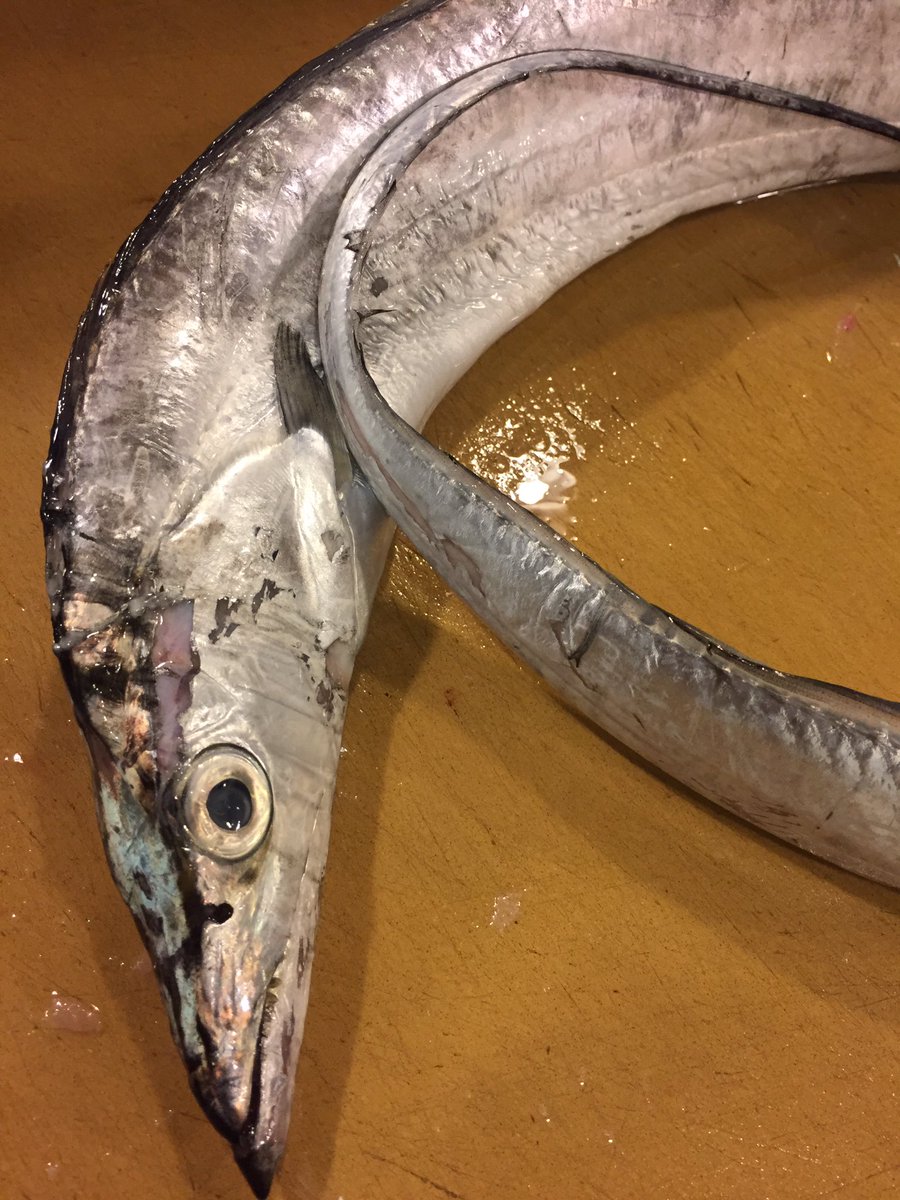 魚の旨い店 ほうぼう V Twitter 地元神奈川県小柴 太刀魚 大きくなる程脂がのり旨い魚の太刀魚 お刺身も ですが 塩焼がおすすめです 緊急事態宣言により営業時間を短縮しております ご来店の際はお電話頂けると幸いです ほうぼう 鶴見 横浜 お刺身 魚の旨い店 ほうぼう V Twitter 地元神奈川県小柴 太刀魚 大きくなる程脂がのり旨い魚の太刀魚 お刺身も ですが 塩焼がおすすめです 緊急事態宣言により営業時間を短縮しております ご来店の際はお電話頂けると幸いです ほうぼう 鶴見 横浜 お刺身