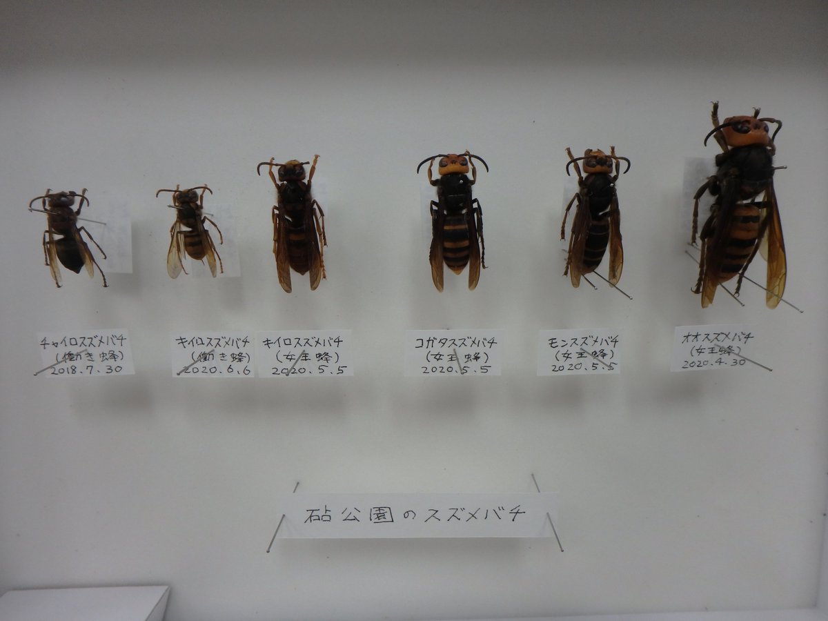 春になると越冬したスズメバチの女王蜂を捕獲して園内に巣を作らせない