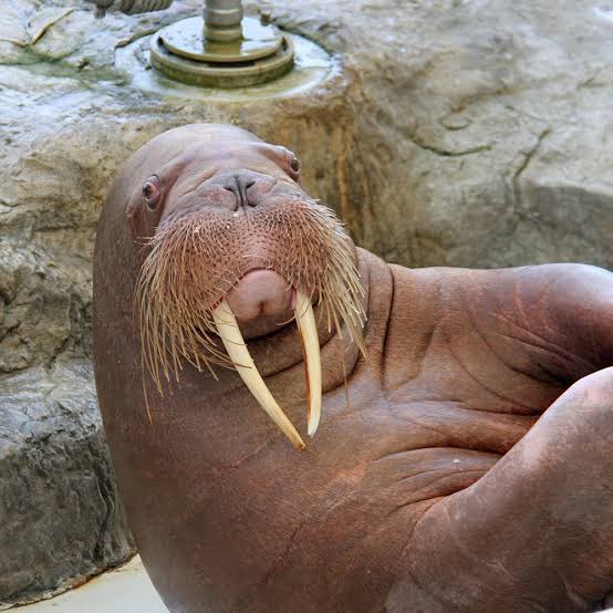 Tuskのtwitterイラスト検索結果 古い順