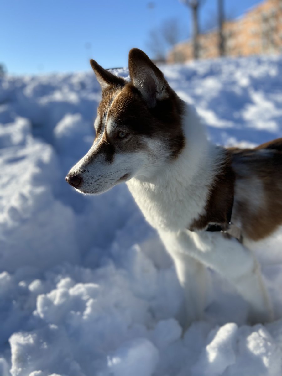 MissSkulls_'s tweet photo. Vengo a bendeciros la TL con mis dos bebés en la nieve. https://t.co/bdiHj3mhe6