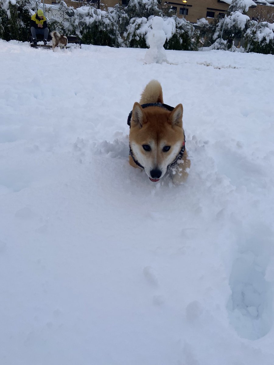 MissSkulls_'s tweet photo. Vengo a bendeciros la TL con mis dos bebés en la nieve. https://t.co/bdiHj3mhe6