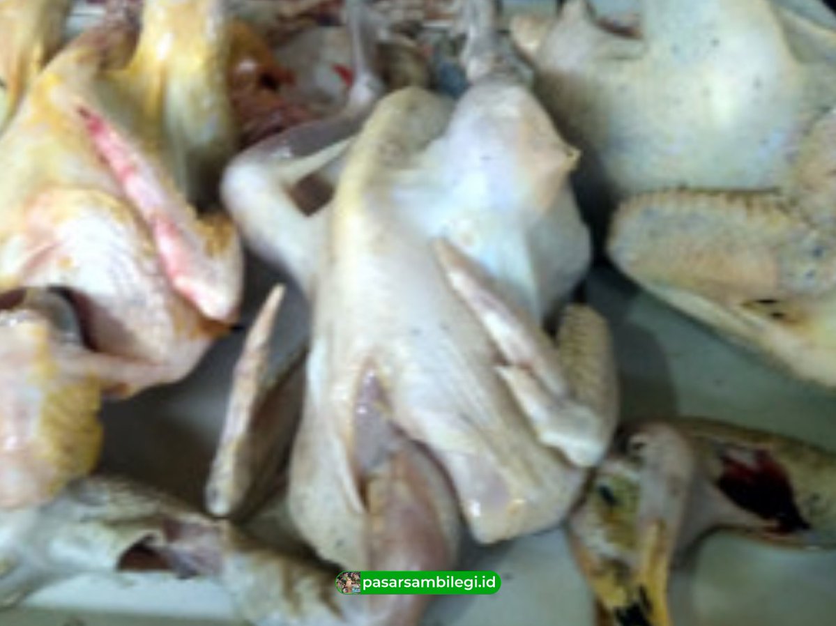 Ayam Kampung

pasarsambilegi.id
Belanja Aman Pasti Nyaman

Pasar Sambilegi
Jl. Solo Km 9, Maguwoharjo, Depok, Sleman, DIY

#PasarRakyat
#PasarSambilegi
#Sleman
#Jogja
#BelanjaOnline
#SekolahPasar