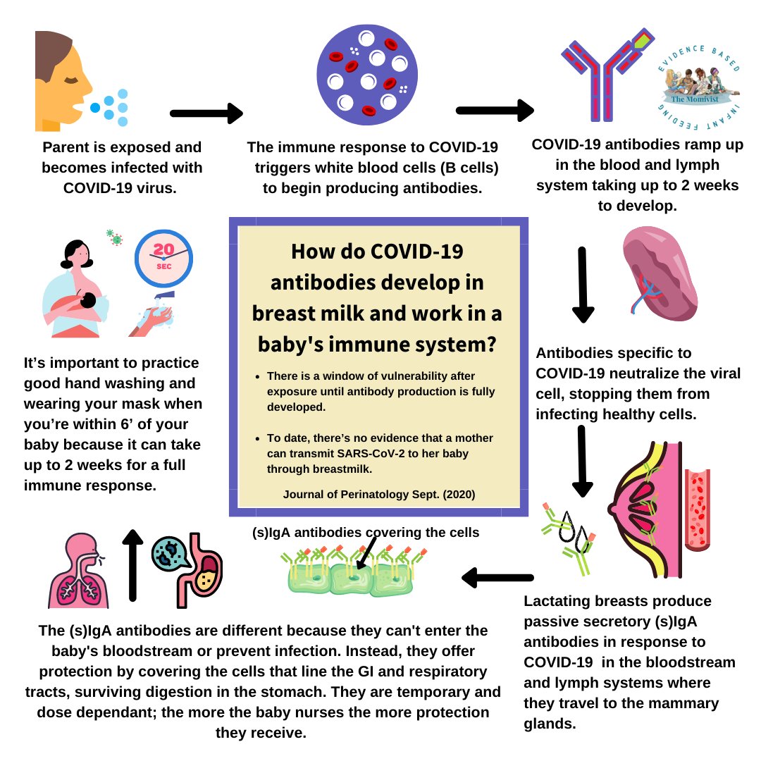 Momivist's tweet photo. Many parents have asked how COVID-19 antibodies work in breastmilk. To answer their questions, we created a diagram of how primary viral infection antibodies are produced and how they work in breastmilk to offer protection for your baby. https://t.co/j774D9xMXY