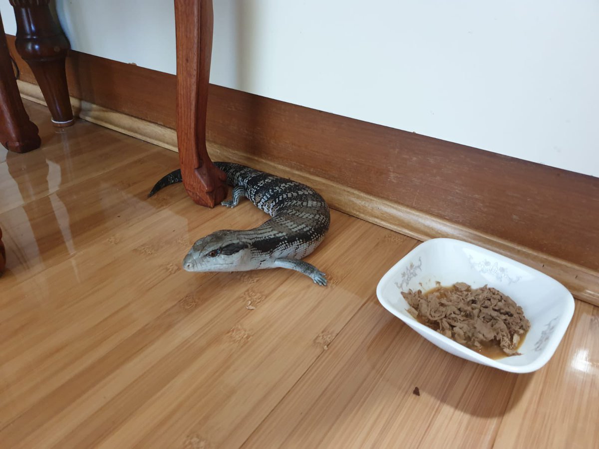 Lizard friend came back, ate my cats food and bailed again