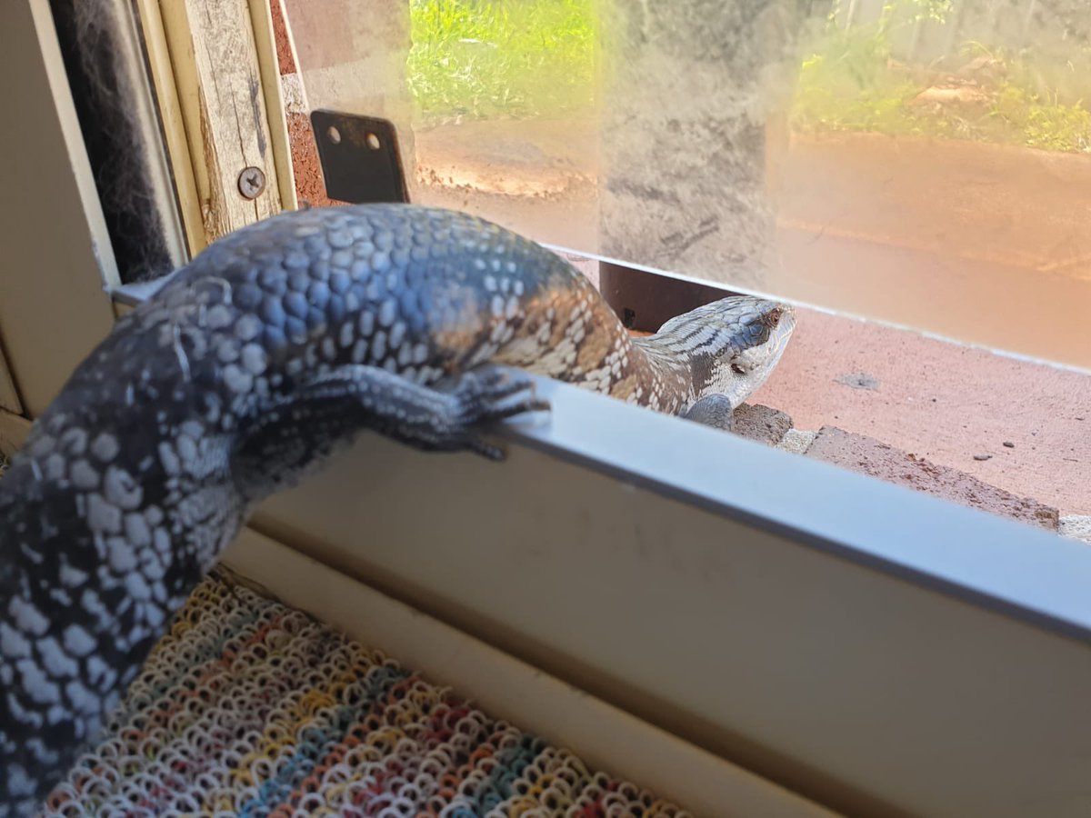 Lizard friend came back, ate my cats food and bailed again