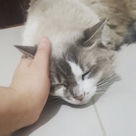 Core__Core's tweet image. Atualização da Bella. Ela hj já está MUITO mais tranquila, nem parece aquela gata irritada com tudo. Com a ajuda do @ChequerChequer ela melhorou muito! Isso tudo a distância, não fez 1 visita! Eu e a @amandabosan2 estamos seguindo e está dando certo! Recomendo!