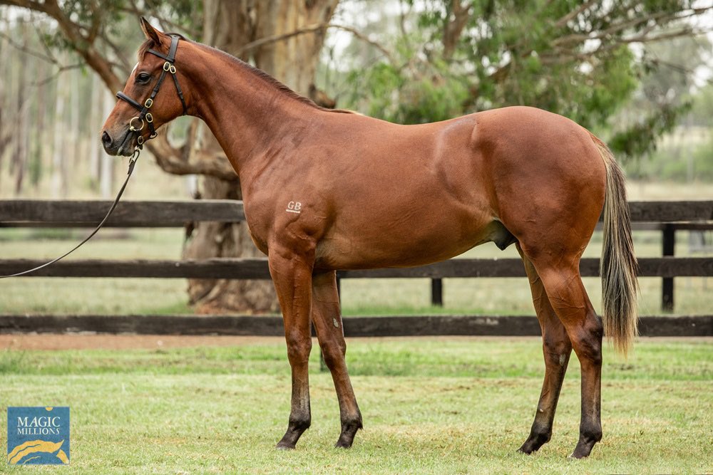 Bhima Thoroughbreds (@bhimatbreds) on Twitter photo Lot 213 - Exceed and Excel x De Groove colt sells for $210k <a href="/mmsnippets/">Magic Millions</a> for GSA Bloodstock.
Congratulations to <a href="/ZhongliTBreds/">Zhongli Thoroughbreds Pty Ltd</a> 🏇 Lot 213 - Exceed and Excel x De Groove colt sells for $210k <a href="/mmsnippets/">Magic Millions</a> for GSA Bloodstock.
Congratulations to <a href="/ZhongliTBreds/">Zhongli Thoroughbreds Pty Ltd</a> 🏇