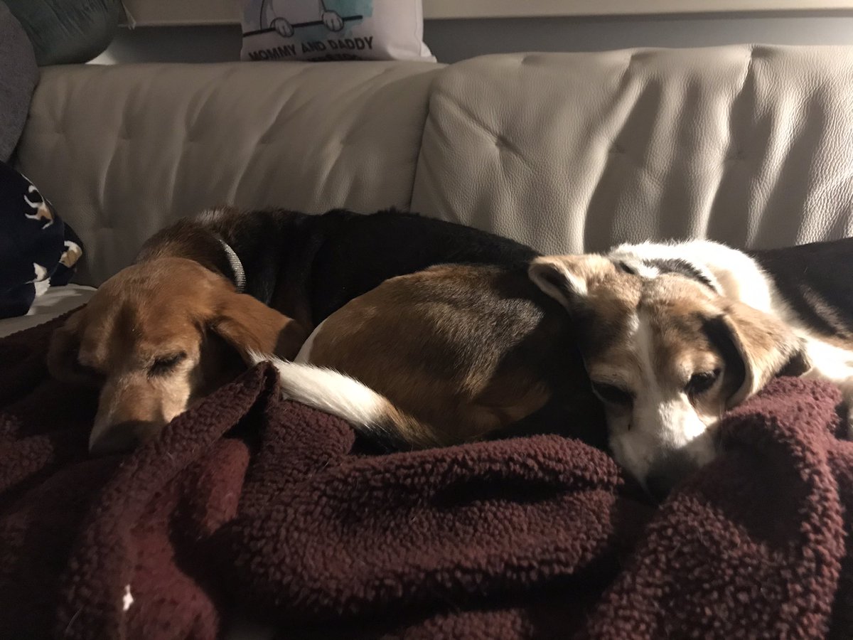 MillietheWB's tweet photo. Two beags a cuddlinโ #dogsoftwitter #beagles #freagle #milco #milliewb #masonbfp https://t.co/ws8HrmcidW