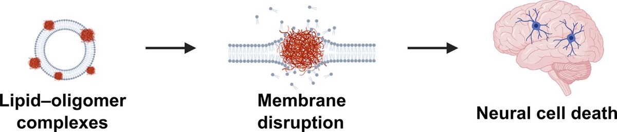 BBA (@bbajournals) on Twitter photo In press in BBA Biomembranes. Interactions of α- #synuclein oligomers with #lipid membranes <a href="/mus_greta/">Greta Šneiderienė</a> <a href="/mvendruscolo14/">Michele Vendruscolo</a> <a href="/GeorgKrainer/">Georg Krainer</a> <a href="/KnowlesLabCamb/">KnowlesLab Cambridge</a> et al. <a href="/ChemCambridge/">Cambridge Chemistry</a>
#Aggregation #Parkinson bit.ly/3bwDzPh In press in BBA Biomembranes. Interactions of α- #synuclein oligomers with #lipid membranes <a href="/mus_greta/">Greta Šneiderienė</a> <a href="/mvendruscolo14/">Michele Vendruscolo</a> <a href="/GeorgKrainer/">Georg Krainer</a> <a href="/KnowlesLabCamb/">KnowlesLab Cambridge</a> et al. <a href="/ChemCambridge/">Cambridge Chemistry</a>
#Aggregation #Parkinson bit.ly/3bwDzPh