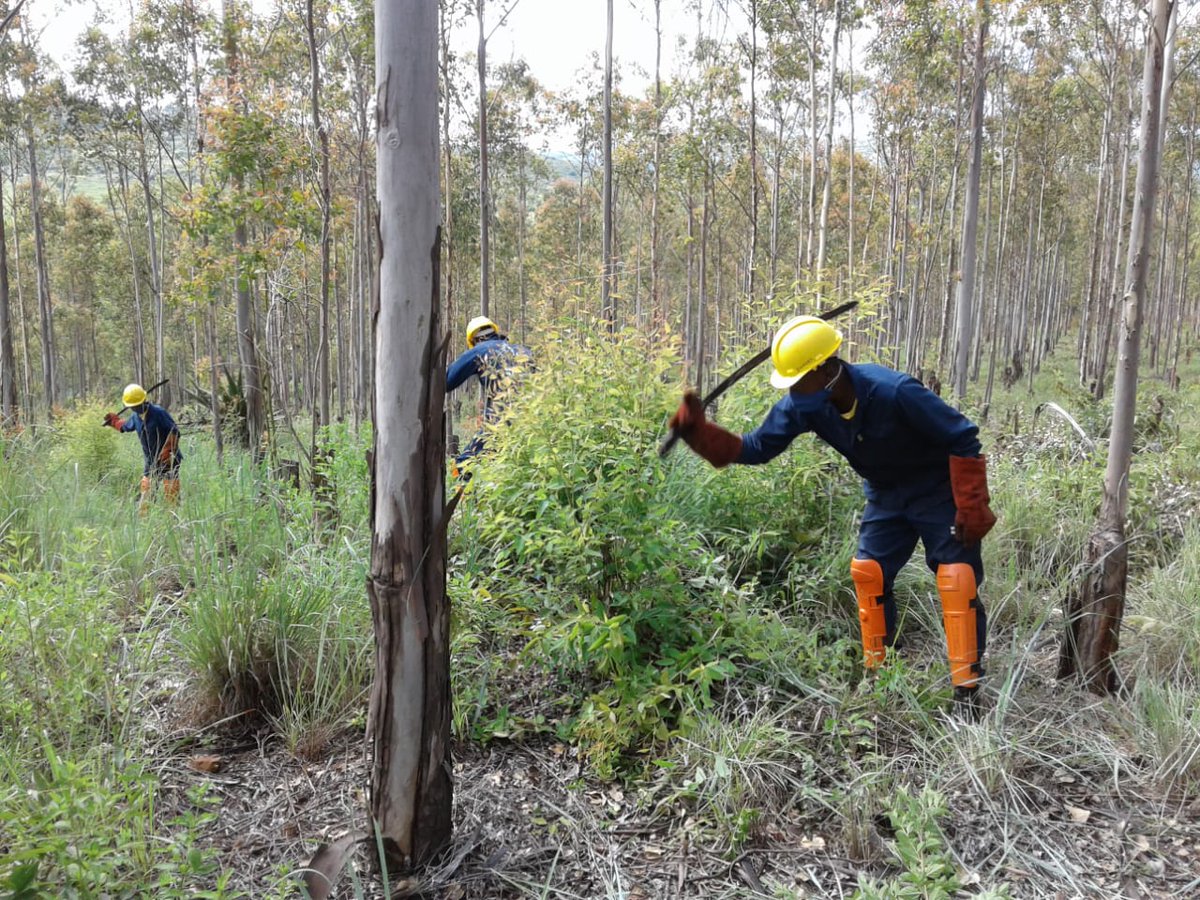 wo_fire's tweet photo. "
#WOF_LIM Mamabolo firefighters have returned with energy and enthusiasm after a well-deserved rest. The team has conducted a manual Fuel Load Reduction.
Fuel load reduction decreases the risk of small fires becoming infernos.
#WorkingonFire
#FuelLoadReduction
#BeFireSafe https://t.co/05KT8zX3mR