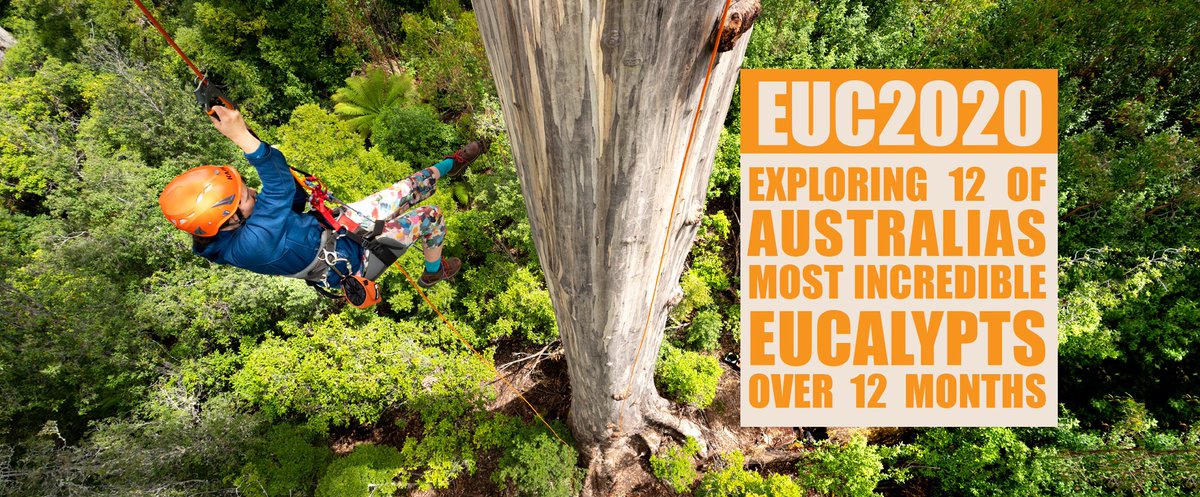 EucalyptAus's tweet photo. While we're happy to see the back of most of the events of 2020, we are really going to miss #EUC2020, by 2020 #DahlFellow Steve Pearce of @TheTreeProjects! 

Celebrating #EUC2020, a thread...
https://t.co/Xru90Bh5IO

#EucBeaut #OzPlants #STEM #scicomm #trees #gumtrees https://t.co/BCbYdW0Kmp