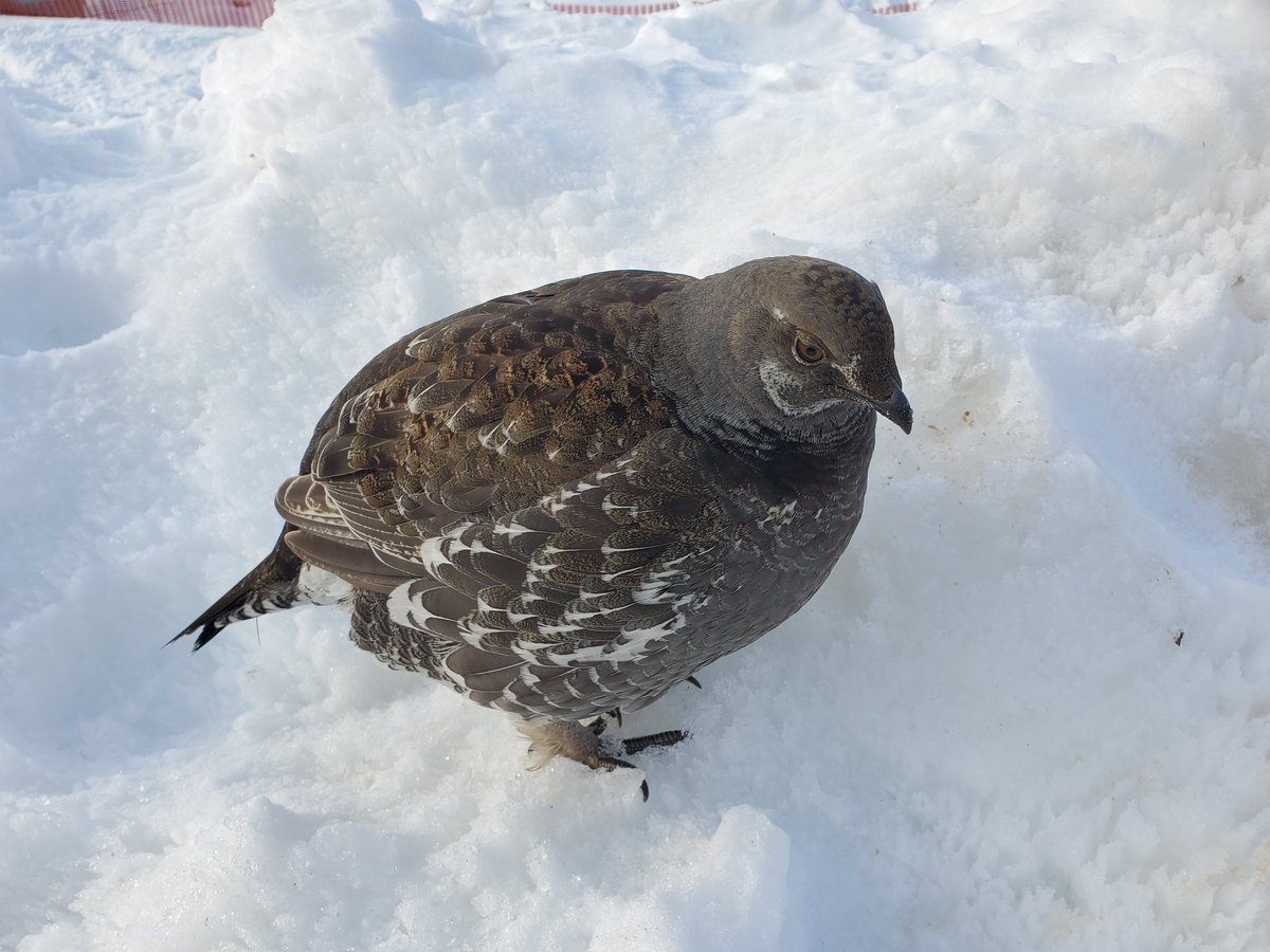 Andrew Hardingham tweet media