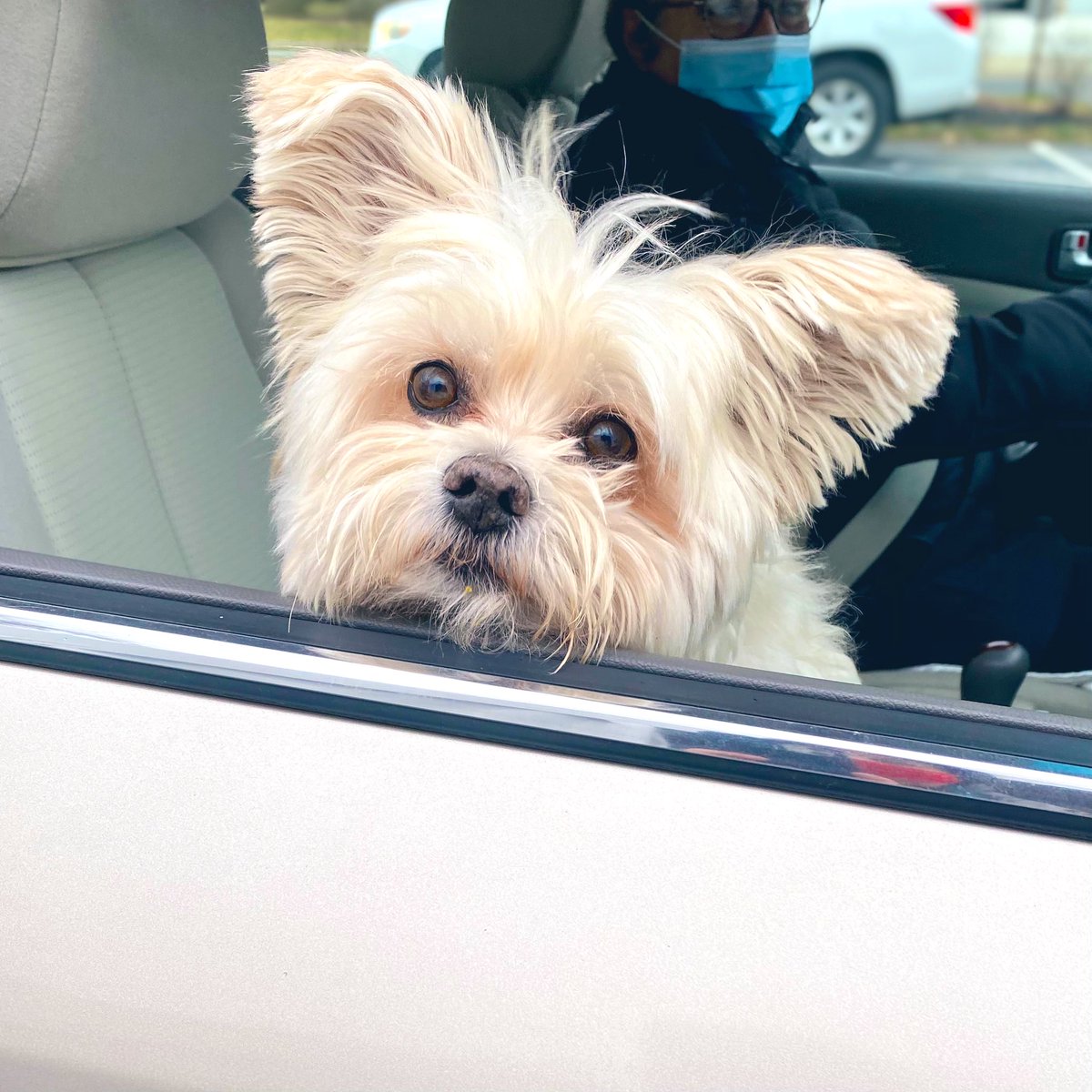 everydayrev's tweet photo. Two Buttons!! His person asked if I remembered him...(like I’d forget him ever) and said he takes care of her. They are a team of two❤️
#PetsofH2H
#CovidCompanions https://t.co/FrdGdMgfdO