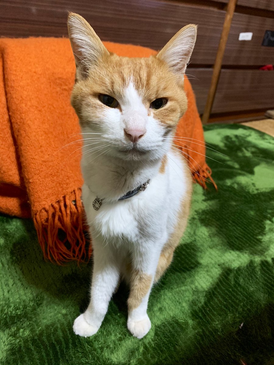 chiyokosnow's tweet photo. Hello! Latte kun🎶
#cat #ねこ #にゃんこ
#ラテ
今日も御返事かっこいね〜 https://t.co/EZ7kIpwsLu