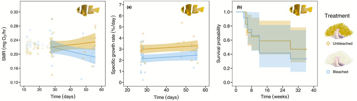 Suzanne Mills (@suzannecmills) on Twitter photo Mounting evidence that impacts of #climatechange (bleached marine inverts) cascade onto resident fish: juv #anemonefish metabolism & growth decrease bit.ly/3owHqj7 @daphnecortese <a href="/T_Norin/">Tommy Norin</a> <a href="/shaunkillen/">Shaun Killen</a> @AmelieCrespel & reproduction stops @r_beldade rdcu.be/wBnJ Mounting evidence that impacts of #climatechange (bleached marine inverts) cascade onto resident fish: juv #anemonefish metabolism & growth decrease bit.ly/3owHqj7 @daphnecortese <a href="/T_Norin/">Tommy Norin</a> <a href="/shaunkillen/">Shaun Killen</a> @AmelieCrespel & reproduction stops @r_beldade rdcu.be/wBnJ