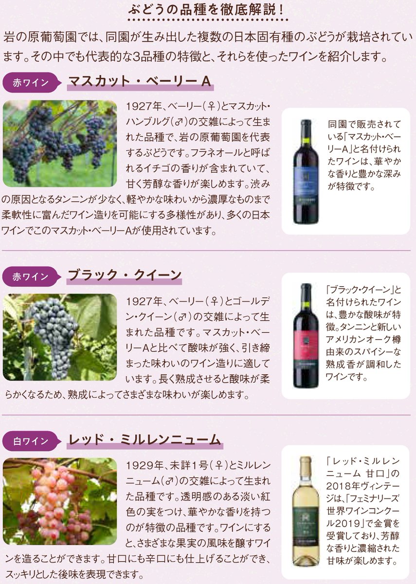 日本ワイン用 ぶどうの品種を徹底解説！】 マスカット・ベーリーA