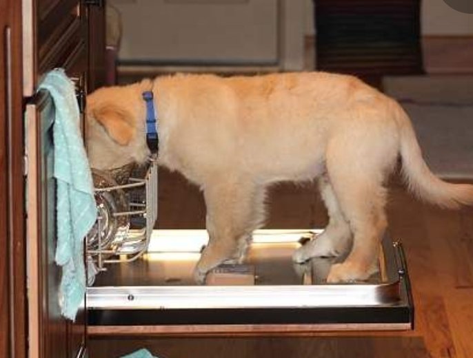 GoldretrieverUS's tweet image. Not a good home work environment, human! 
See?  Full employment works...really. Tasty too....

(via Goldenretrieverforum IG)
#dogatwork