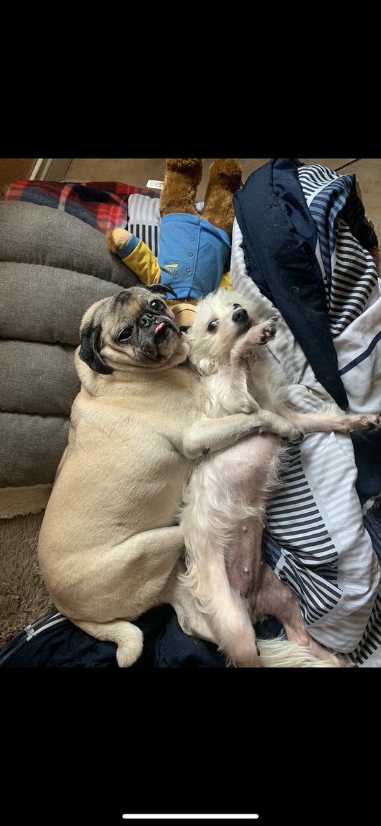 D33Bomb's tweet photo. I have no words today was completely unexpected I’ll always love and miss you my baby, I’ll cherish every moment we had Lola. Im hurting so damn bad I wish you were still here so I could kiss and hold you again. So glad I took you in 6 years ago my little baby. Fly high 😪💔🐶❤️ https://t.co/LrJdrLrmbm